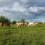 Pension extérieur pour chevaux - mensuel